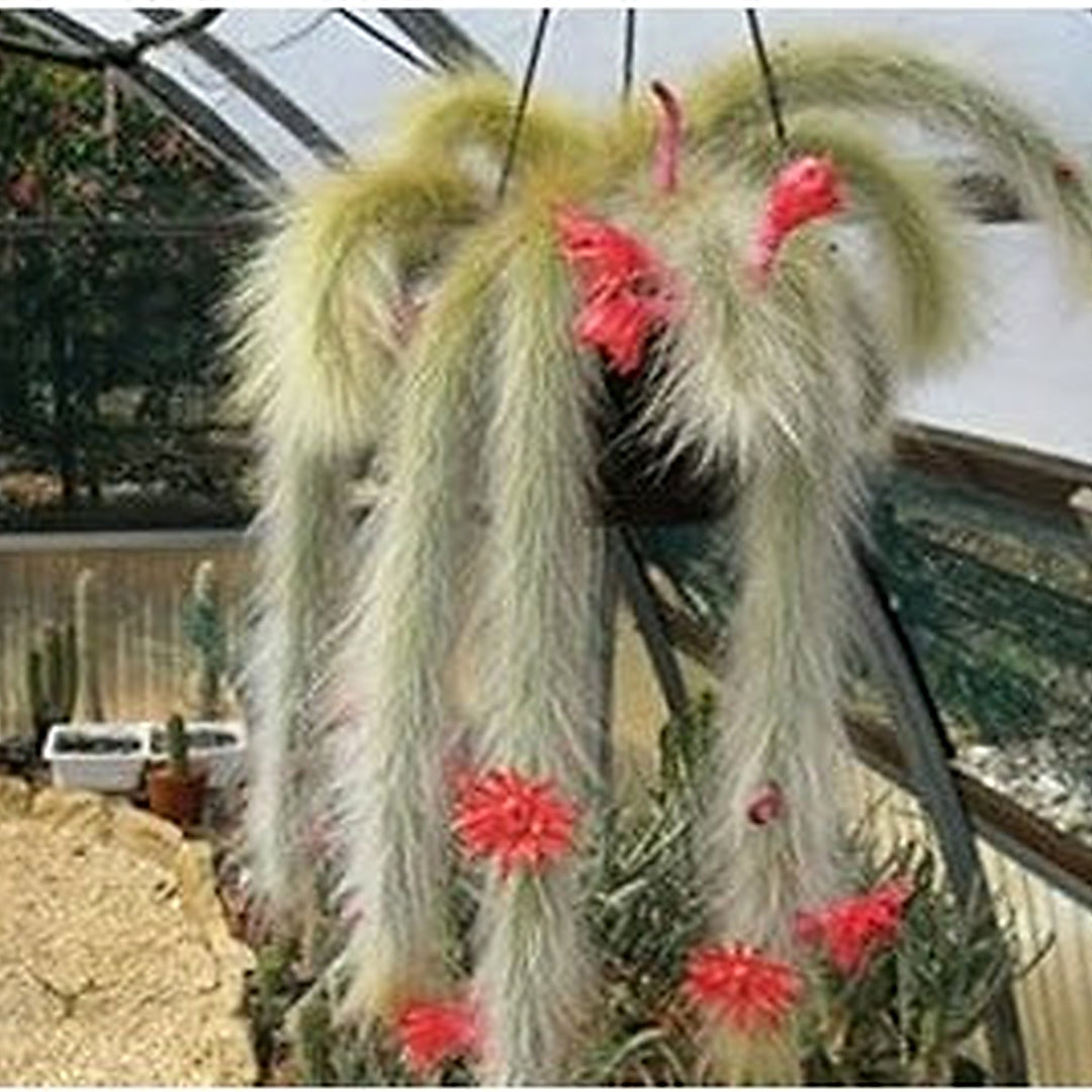 Red Winteria Colademononis Plant For Planting Flower Seeds for Home Garden Planting, Vibrant [neera-v5-3cccc6c0c9e316e5fb94]