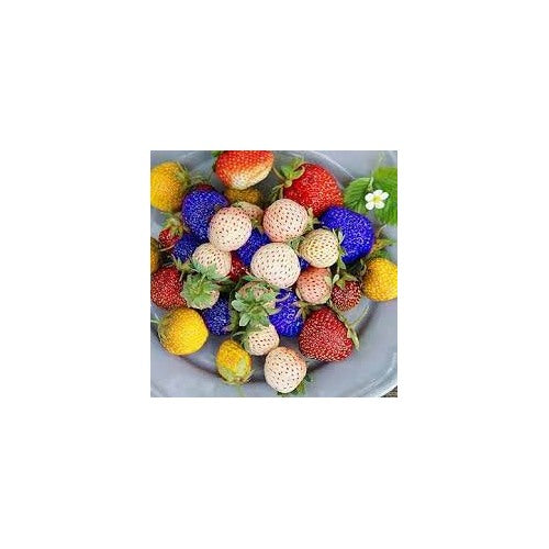 Rainbow Strawberry Fruit Seeds for Planting [neera-v5-3cd32e13db490e777a9b]