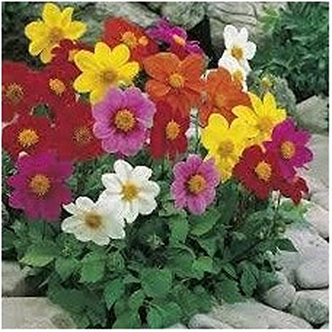 Mixed Multi-Color Dahlia Flower Seeds for Planting [neera-v5-3cd878ea9b192a533d78]