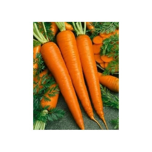 Carrot Flower Seeds [neera-v5-3cd9a45b76355e8d464d]