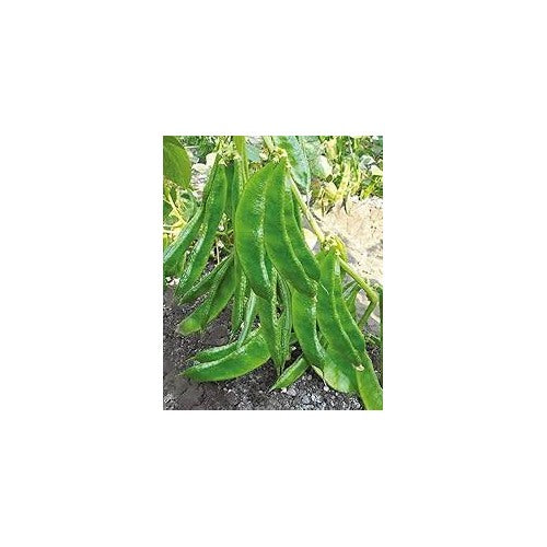 Broad Bean Seeds for Planting [neera-v5-3ce180416b3b876a73c8]