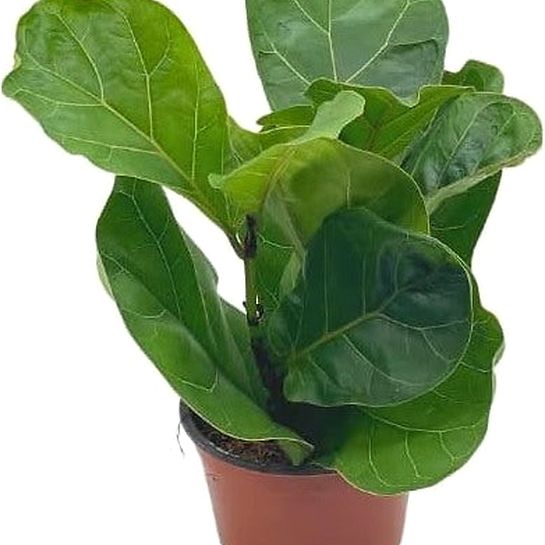 Green Ficus Lyrata Tree Plant Seeds for Planting [neera-v5-3ce6497534597c42c652]