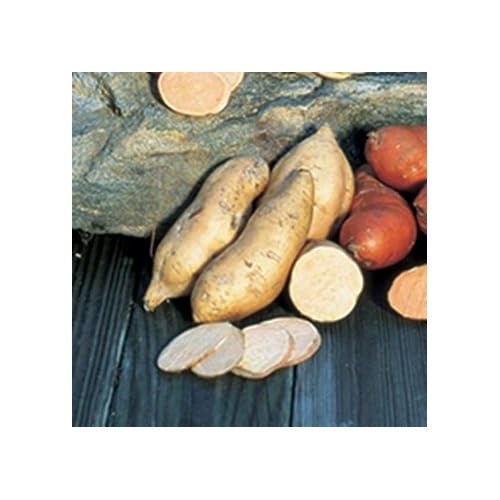 Brown White Sweet Potato Seeds for Planting [neera-v5-3ce9ba2c8bb08a0638e2]