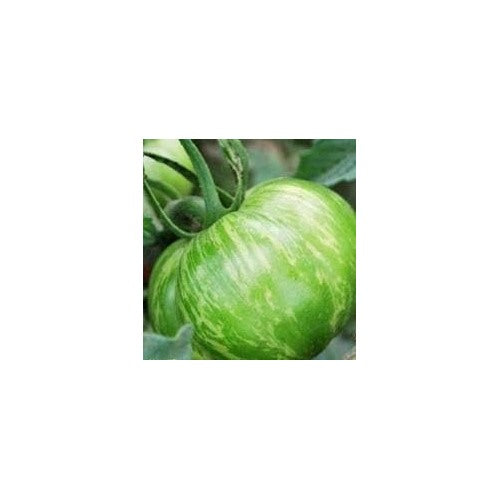 Green Big Tomato Seeds for Planting [neera-v5-3cf384fcf17f111f818c]