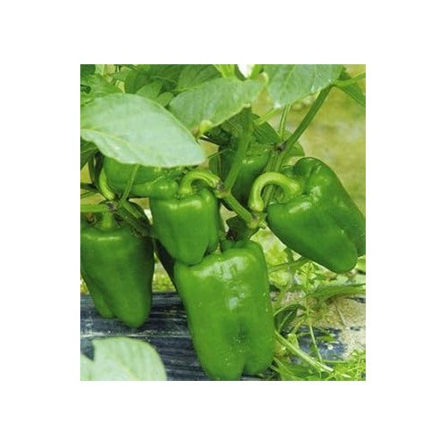 Sweet Pepper Vegetable Seeds for Planting [neera-v5-3cf473f6b40cf0e2db78]