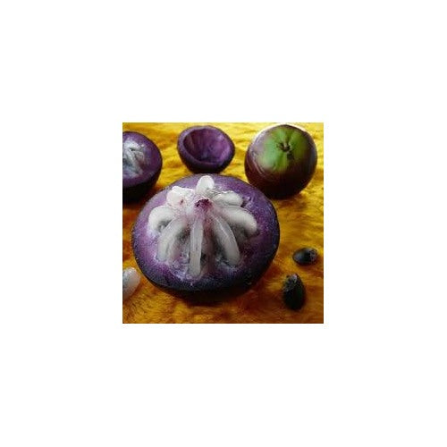 Purple Star Apple Fruit Seeds [neera-v5-3cf5c646e047e9683ca0]