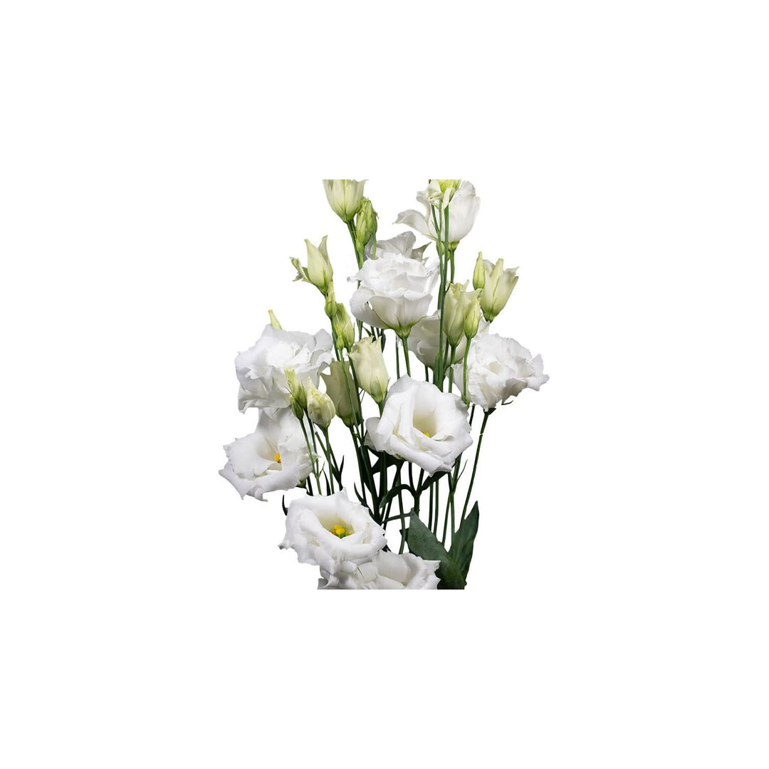 White Lisianthus Echo Flower For Planting Heirloom Non Gmo Garden Blooms Cut Flowers Flower Seeds [neera-v5-3cf73ae33aca2e2cedb1]