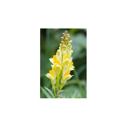 Heirloom Toadflax Flower Seeds for Garden Planting, Non-GMO, Wildflower Blooms for Pollinators [neera-v5-3cf9cd3dade91d627e54]