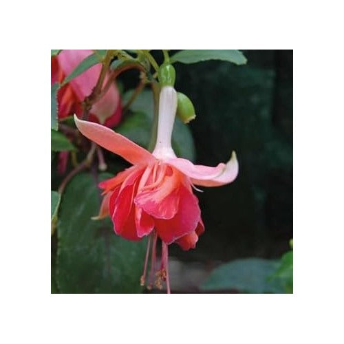Heirloom Non-GMO Peach Fuchsia Flower Seeds for Garden Planting [neera-v5-3cfe937e38ca40c19154]