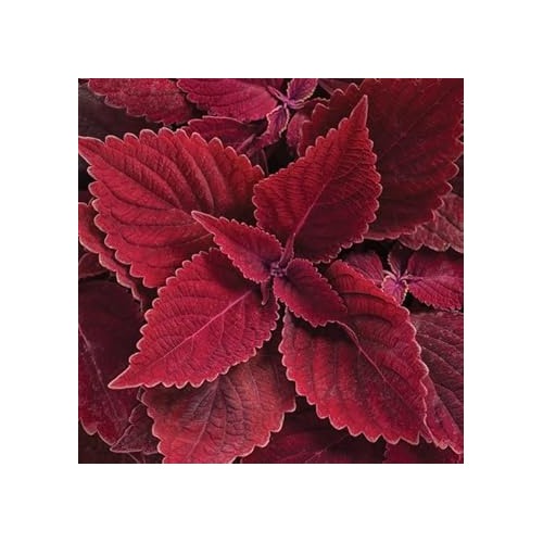 Heirloom Non-GMO Deep Red Dragon Coleus Plant Seeds for Garden Planting [neera-v5-3cfeb0280e1aea342c5b]