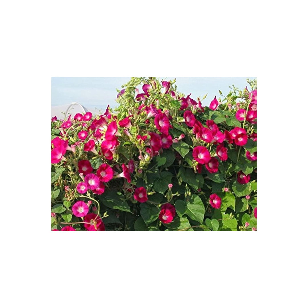 Morning Glory Ipomoea Purpurea Flower For Planting In Fences Vertical Garden Spaces Flower [neera-v5-3d1ab1cc54860f107b98]