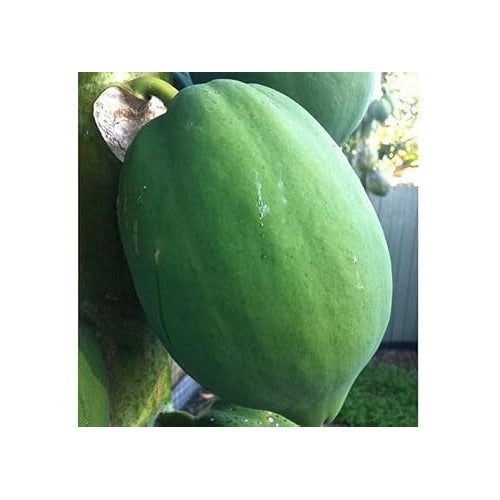 Dark Green Papaya Fruit Seeds for Planting [neera-v5-3d1b1f67d0b2d6eb05a4]