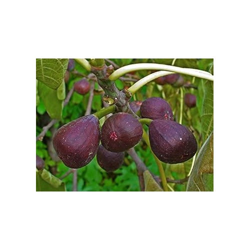 Ficus Carica Fruit Seeds for Planting [neera-v5-3d24fea4c7d483c00d0c]