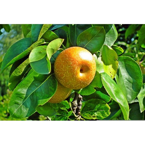 Asian Pear Seeds [neera-v5-3d2e89acdf4675785e88]