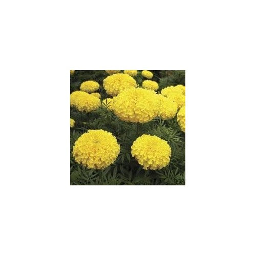 Chrysanthemum Marigold Flower Seeds for Planting [neera-v5-3d381644cb71eb4af11e]