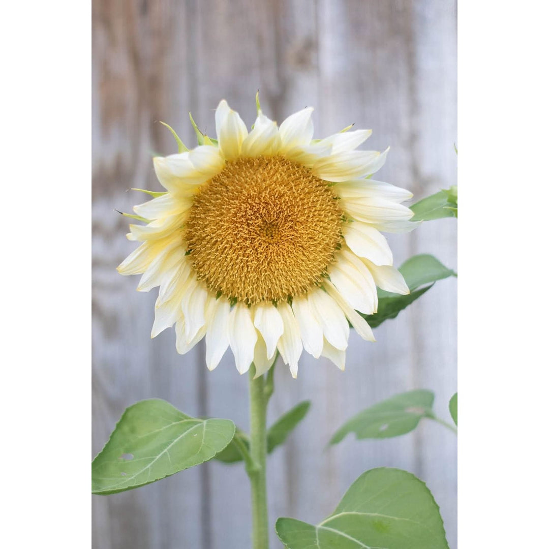 Heirloom Non Gmo Helianthus Flower For Planting Bright Sunflower Variety Flower Seeds for Home [neera-v5-3d39df5af6e04ec9e982]