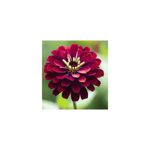 Burgundy Zinnia Flower Seeds for Planting [neera-v5-3d3ddbce1476a47f596c]