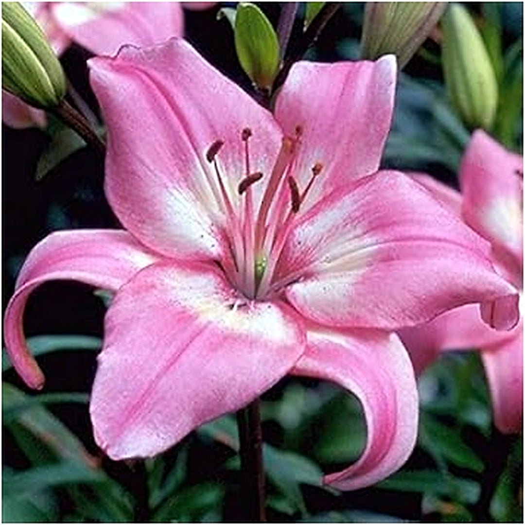 White Pink Lilium Flower Seeds for Planting [neera-v5-3d418ae81f341b1d1010]