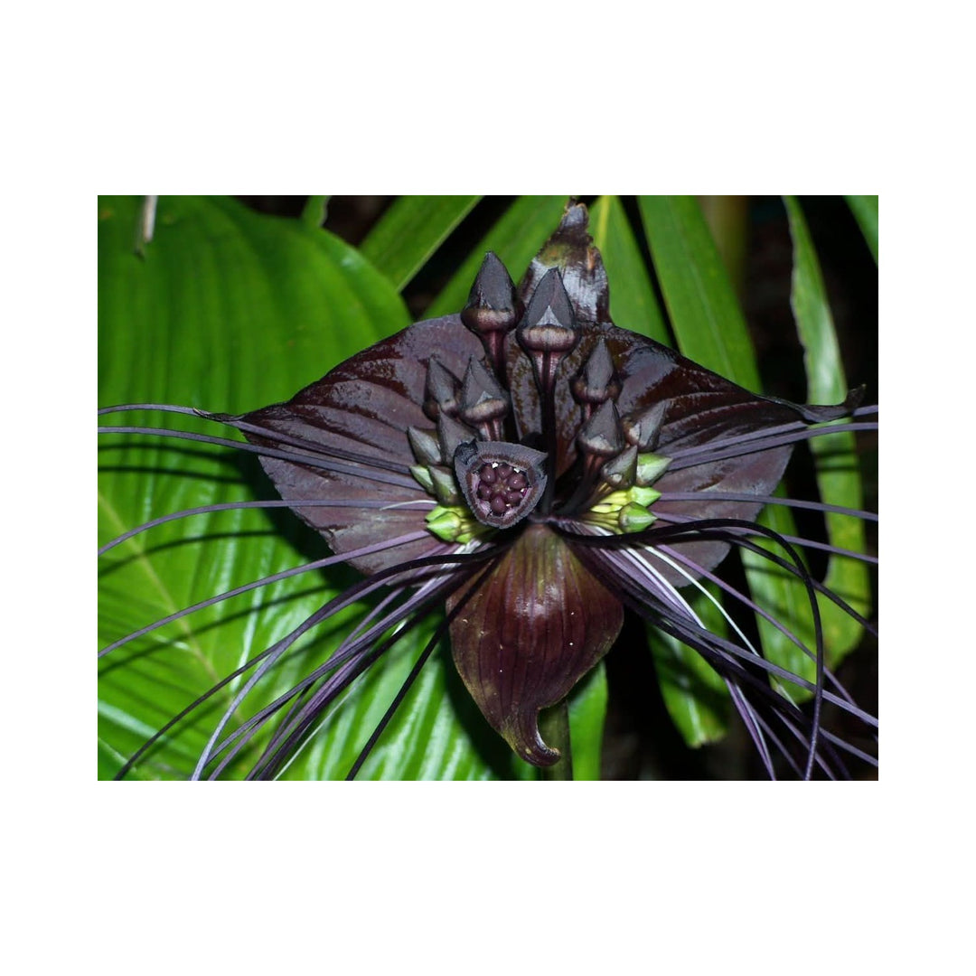 Heirloom Non Gmo Tacca Chantrieri Flower For Planting Exotic Bat Flower Tropical Blooms Flower [neera-v5-3d42f4a427a531b1d950]