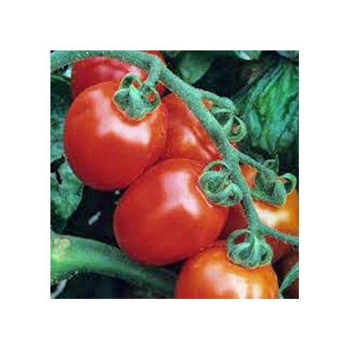 Red Tomato Seeds for Planting [neera-v5-3d505dd5bd847e5f19c3]