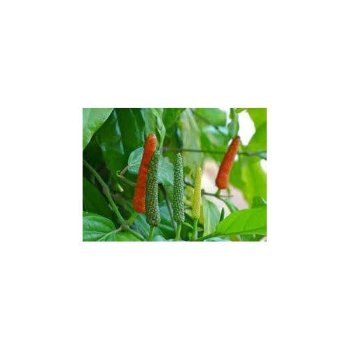 Longum Pepper Seeds for Planting [neera-v5-3d59e5f86a69bbd34ef2]