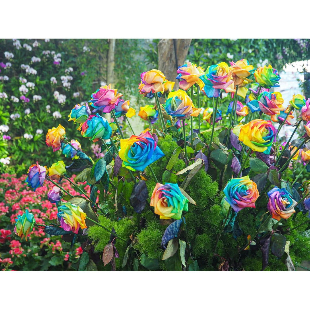 Rose Rosa Chinensis Flower For Planting Chinese Rainbow Colors In Backyard Garden Flower Seeds for [neera-v5-3d5a5877405c6d8c1de1]