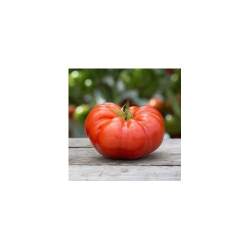 Mexican Silly Tomato Vegetable Seeds for Planting [neera-v5-3d5b1b2b24d4e87c7bc3]