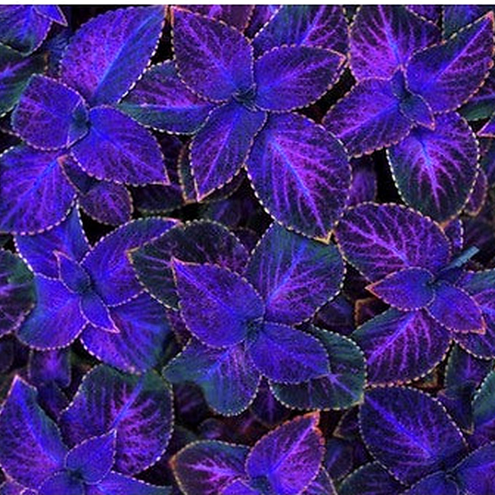 Violet Coleus Plant Seeds for Planting [neera-v5-3d6093fb5dd6ed1c6fb8]
