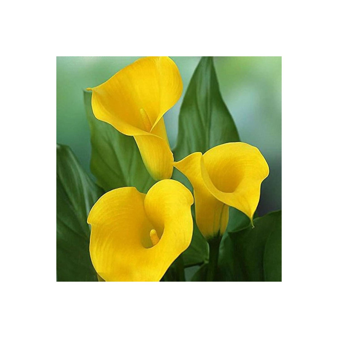 Calla Lily Flower Zantedeschia Aethiopica Indoor Bonsai Decorative Variety Flower Seeds for Home [neera-v5-3d65541b347551c9bbc9]