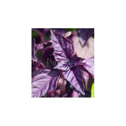 Purple Basil (Krishna Tulsi) Seeds for Planting [neera-v5-3d6d2bb6ee2334ee0682]