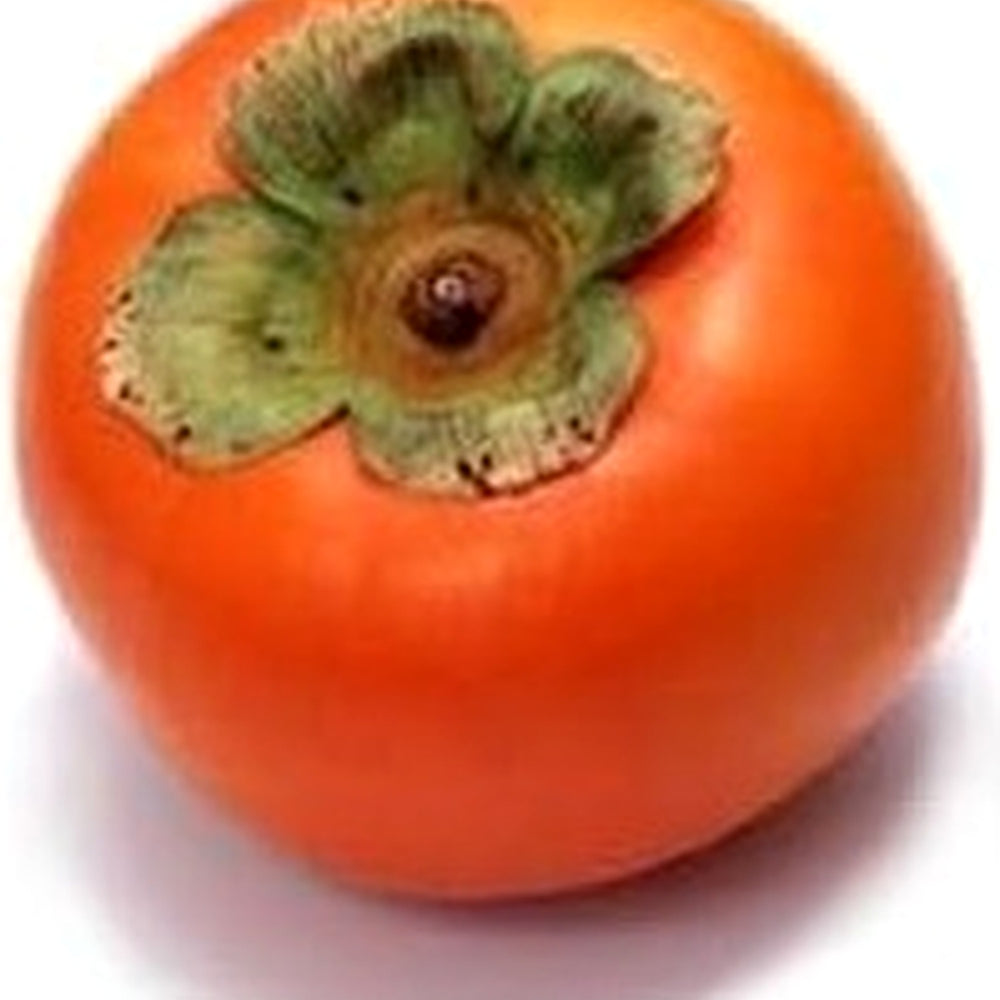 Red Asian Persimmon Fruit Seeds [neera-v5-3d7559b572df4e478e13]