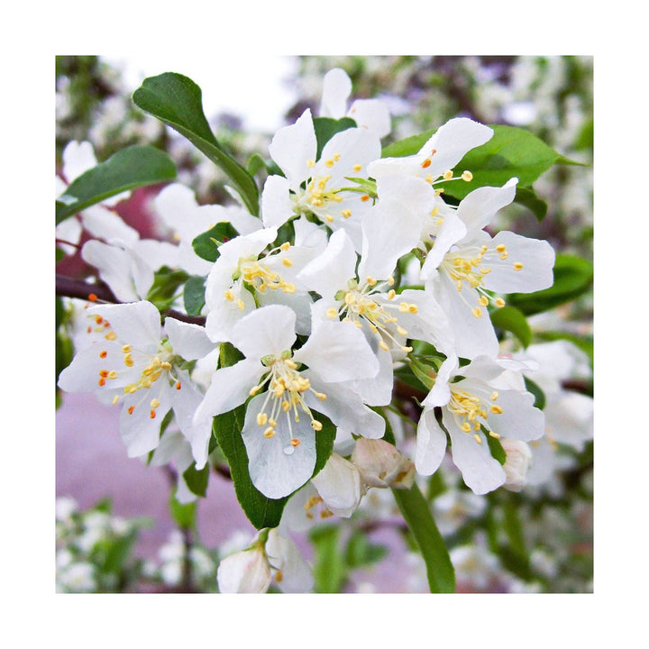 White Crabapple Flower Planting Organic Heirloom Non Gmo Flower Seeds Home Garden Planting, [neera-v5-3d7b949cbd8acef53844]