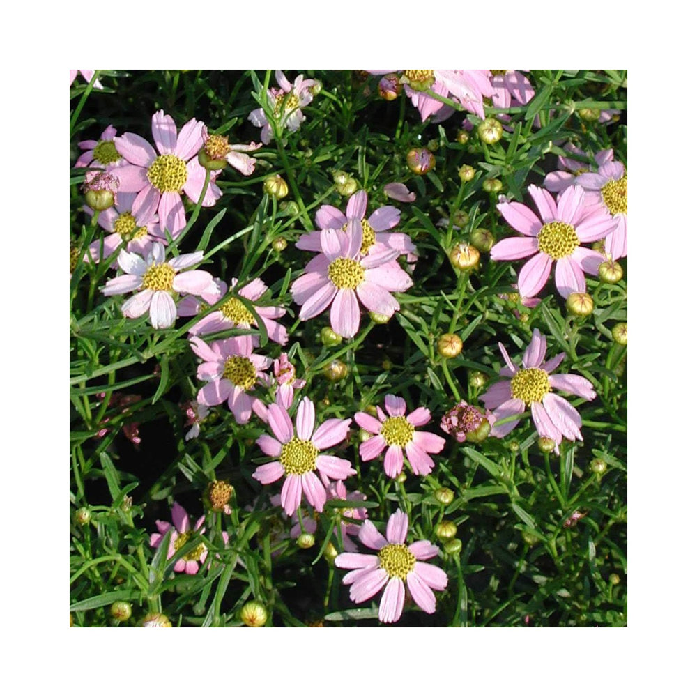 Coreopsis Rosea Flower Planting Heirloom Non Gmo Flower Seeds Home Garden Planting, [neera-v5-3d87bac4f237728a2519]