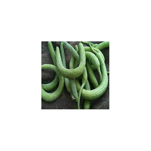 Green Curvy Heirloom Serpent Melon Seeds for Planting [neera-v5-3d8d366a0818f38c5aca]