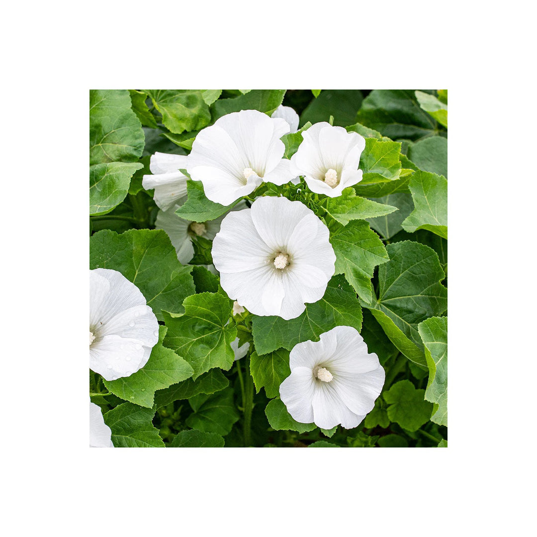 White Organic Lavatera Flower For Planting Heirloom Non Gmo Flower Seeds for Home Garden Planting, [neera-v5-3d8f86c360785846e88d]