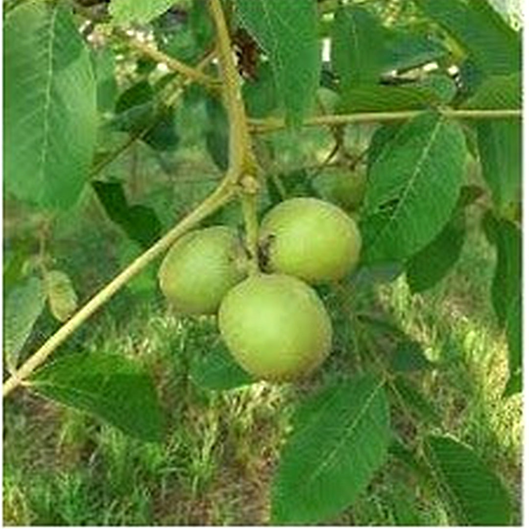Green Walnut Plant Seeds For Planting Nut Trees Heirloom Non-GMO High Germination Organic Garden Seeds For Home Garden [neera-v5-3d992e1fff76b2365174]