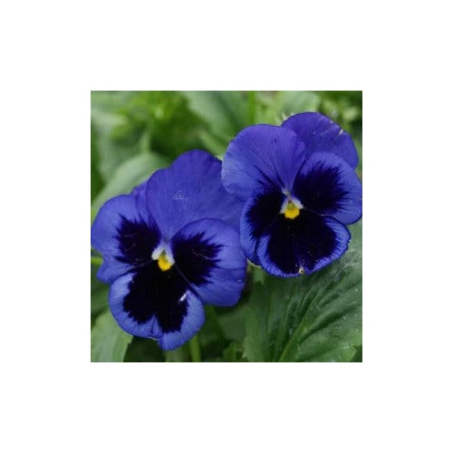 White Dark Blue Pansy Flower Seeds for Planting [neera-v5-3d997302f3e7378855b0]