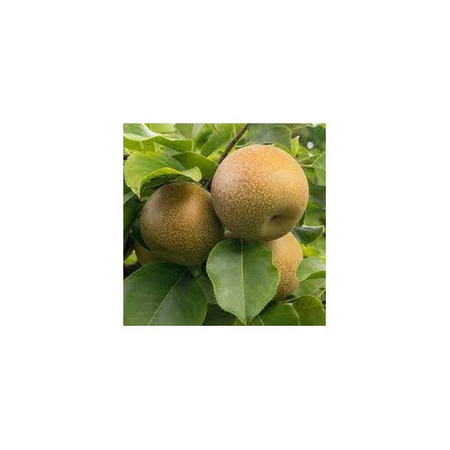 Brown Pyrus Pyrifolia Fruit Seeds for Planting [neera-v5-3d9c52a1eac60c231b7e]