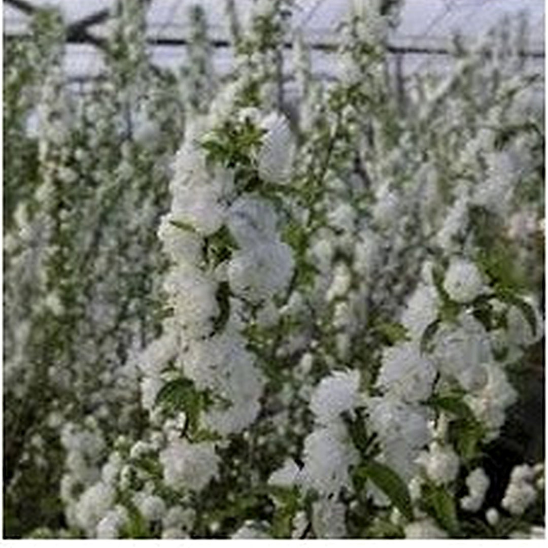 Heirloom Mume Albo Plena Flower Seeds for Garden Planting, Non-GMO, White Blooms for Spring [neera-v5-3d9fcb9633497e471e86]