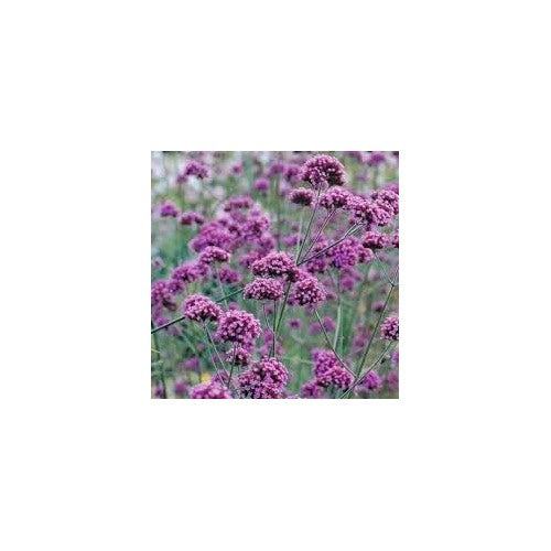 Verbena Bonariensis Flower Seeds for Planting 100 pcs -Hierloom Flower Seeds [neera-v5-3da05a77d7c6237bdb56]