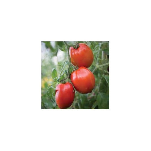 Big Mama F1 Tomato Seeds for Planting [neera-v5-3da21f23204b78a58893]