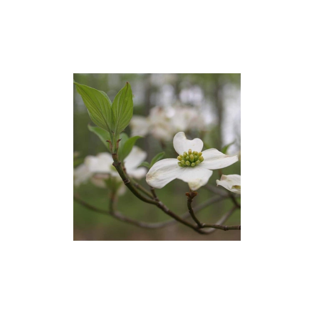 Heirloom Non Gmo Cornus Flower Garden Planting Ornamental Dogwood Blooms Flower Seeds Home [neera-v5-3da5c78d6fe3c88f4282]