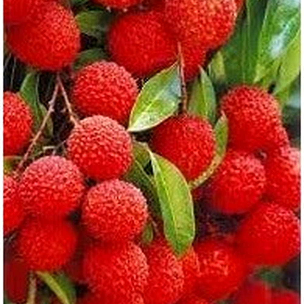Yangmei Fruit Seeds for Planting [neera-v5-3da6ecc9e5e54027764f]