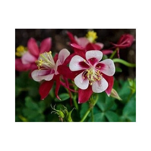 Columbines Aquilegias Star Features Clear Bright Crimson Colored Garden Heirloom Non Gmo Perennial [neera-v5-3db779471d66a531e9db]