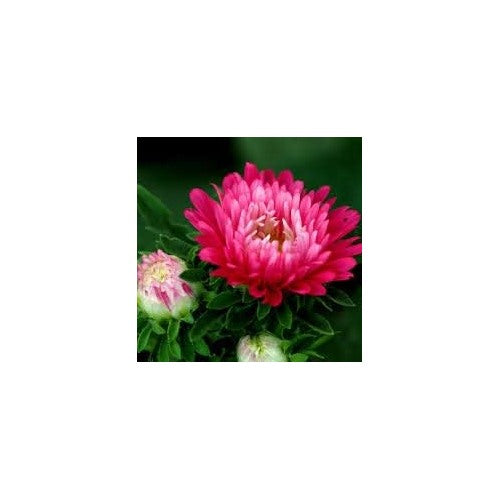 Light Pink Aster Seeds for Planting [neera-v5-3dc4ebf94a443f56db9f]