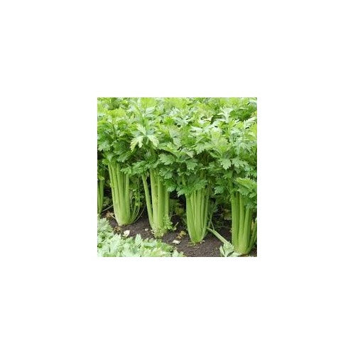 Celery Tall Utah Seeds [neera-v5-3dc73ecf32495859868e]