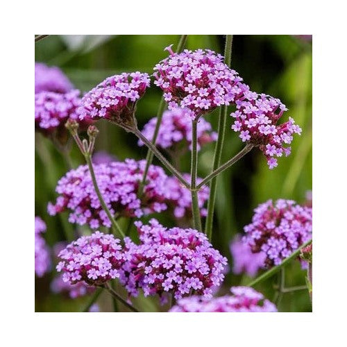 Purpletop Vervain Planting Verbena Bonariensis Perennial Garden Medicinal Usa Heirloom Non Gmo [neera-v5-3dc74c4f2353ded20c08]