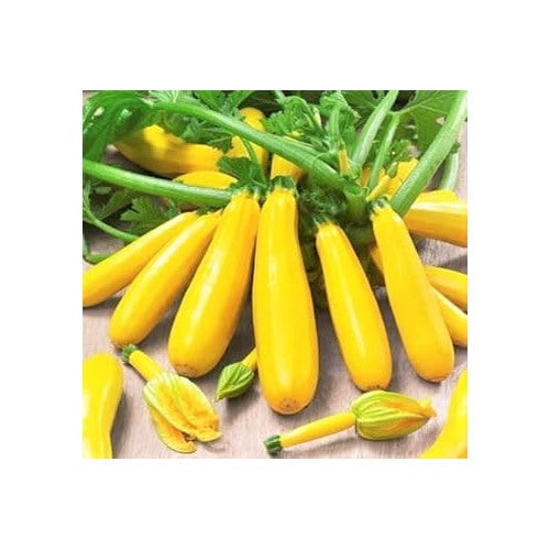 Yellow Zucchini Squash Vegetable Seeds for Planting [neera-v5-3de47e149d410c758d26]
