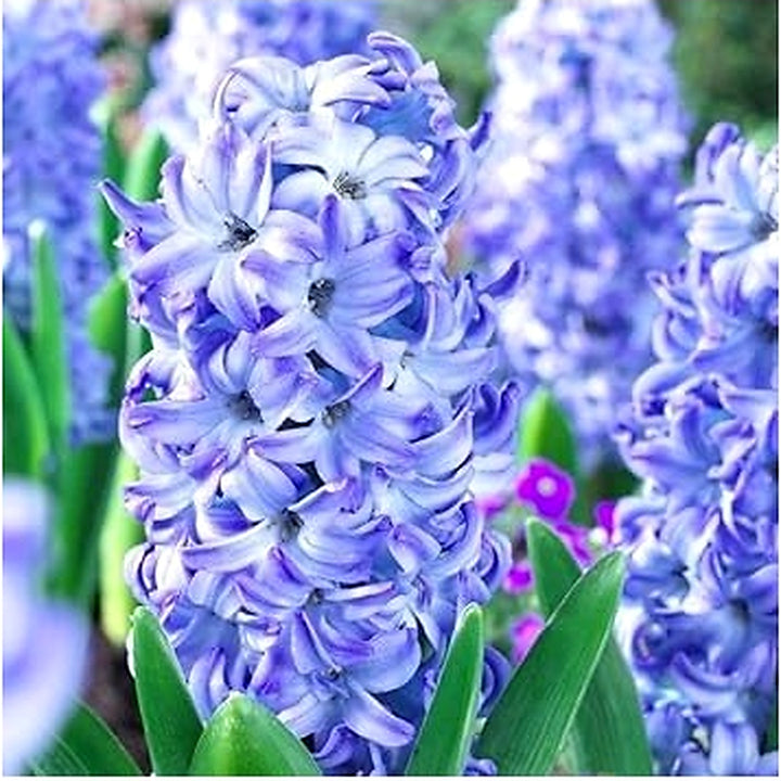 Sky Blue Hyacinthus Orientalis Flower Seeds [neera-v5-3de9e0b92fa11f6ad190]