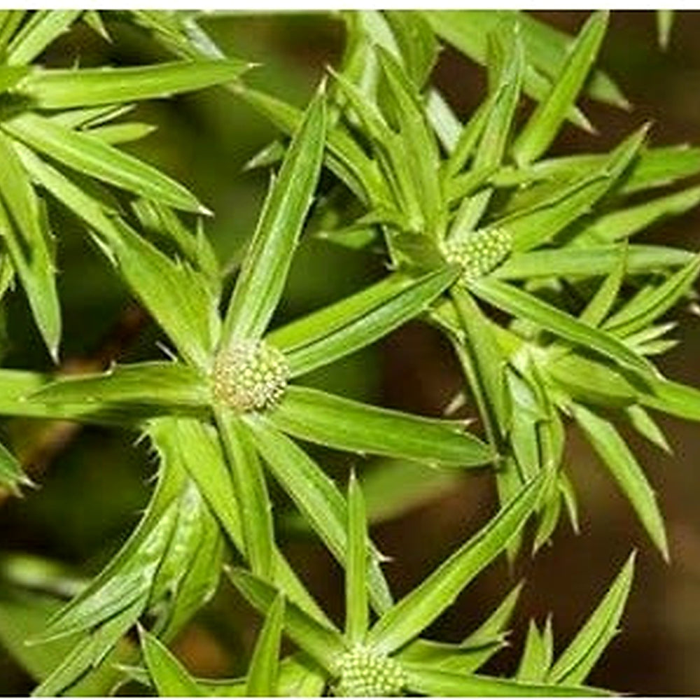 Eryngium Foetidum Seeds for Planting [neera-v5-3df07848ca9a6cd1bc80]